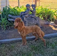 Freya, a female Poodle - Standard  for sale in Sulphur Springs, TX – Photo 1 of 3