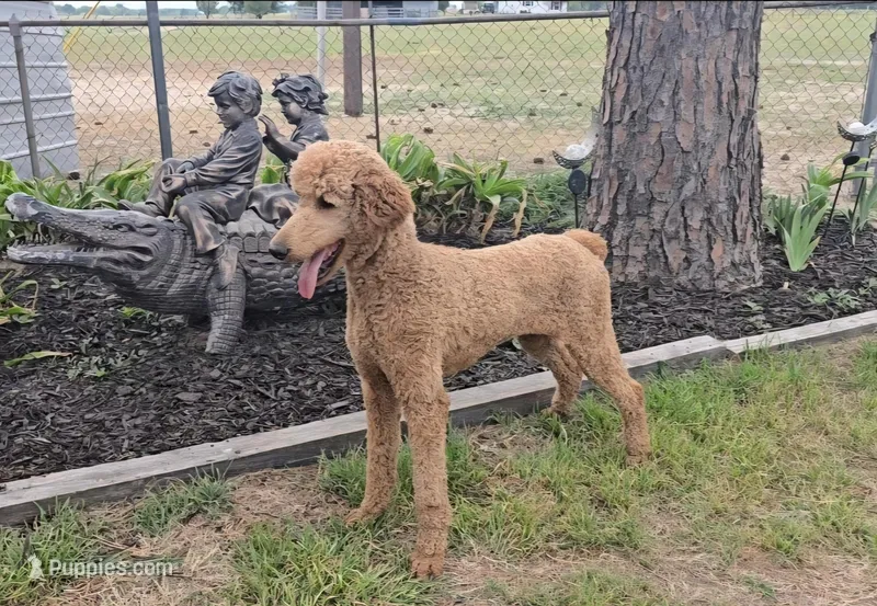 Bailey  – Poodle - Standard  puppy for sale in Sulphur Springs, TX