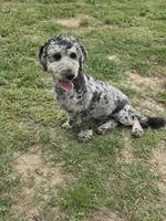 Larry, a male Miniature Bernedoodle for sale in Sulphur Springs, TX – Photo 3 of 4