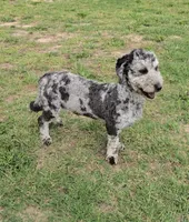 Larry, a male Miniature Bernedoodle for sale in Sulphur Springs, TX – Photo 2 of 4