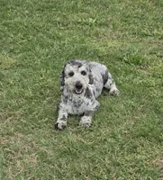 Larry, a male Miniature Bernedoodle for sale in Sulphur Springs, TX – Photo 4 of 4