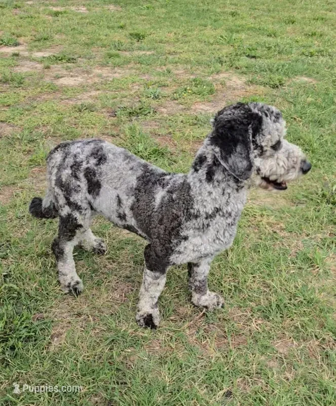 Larry – Miniature Bernedoodle puppy for sale in Sulphur Springs, TX