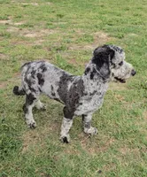 Larry, a male Miniature Bernedoodle for sale in Sulphur Springs, TX – Photo 1 of 4