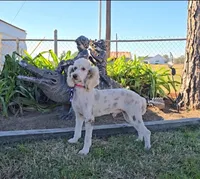 Maverick, a male Poodle - Miniature  for sale in Sulphur Springs, TX – Photo 4 of 4