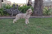 Maverick, a male Poodle - Miniature  for sale in Sulphur Springs, TX – Photo 3 of 4