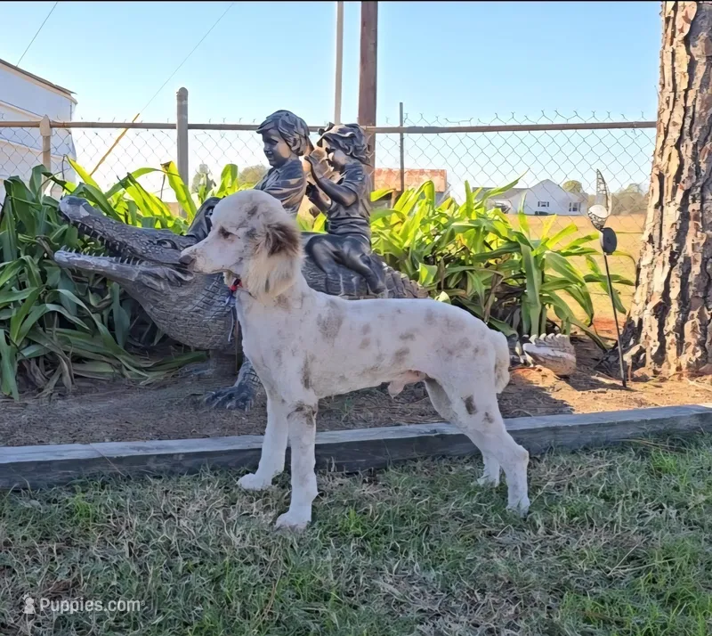 Maverick, a male Poodle - Miniature  for sale in Sulphur Springs, TX – Photo 1 of 4
