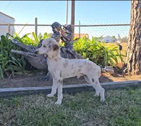 Maverick, a male Poodle - Miniature  for sale in Sulphur Springs, TX – Photo 1 of 4