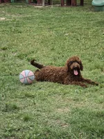 Drum, a male Miniature Bernedoodle for sale in Sulphur Springs, TX – Photo 3 of 3