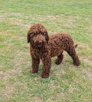 Drum, a male Miniature Bernedoodle for sale in Sulphur Springs, TX – Photo 1 of 3