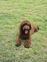 Drum, a male Miniature Bernedoodle for sale in Sulphur Springs, TX – Photo 2 of 3