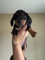 Jackson , a male Miniature Dachshund for sale in Los Banos, CA – 3 of 4