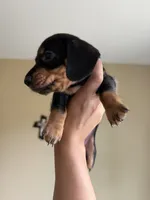 Jackson , a male Miniature Dachshund for sale in Los Banos, CA – 4 of 4