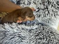 Sally, a female Miniature Dachshund for sale in Los Banos, CA – Photo 1 of 3