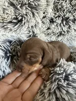 Sally, a female Miniature Dachshund for sale in Los Banos, CA – Photo 2 of 3