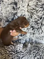 Sally, a female Miniature Dachshund for sale in Los Banos, CA – Photo 3 of 3