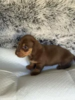 Ariella h old, a female Miniature Dachshund for sale in Los Banos, CA – Photo 3 of 3