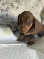 Ariella h old, a female Miniature Dachshund for sale in Los Banos, CA – Photo 1 of 3