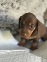 Ariella h old, a female Miniature Dachshund for sale in Los Banos, CA – Photo 2 of 3