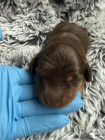 Reese LH, a male Miniature Dachshund for sale in Los Banos, CA – Photo 1 of 3