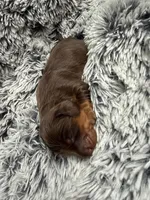 Reese LH, a male Miniature Dachshund for sale in Los Banos, CA – Photo 2 of 3
