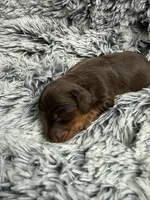 Reese LH, a male Miniature Dachshund for sale in Los Banos, CA – Photo 3 of 3