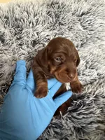 Samantha, a female Miniature Dachshund for sale in Los Banos, CA – Photo 1 of 3