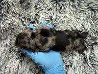 Raine, a male Miniature Dachshund for sale in Los Banos, CA – Photo 2 of 5