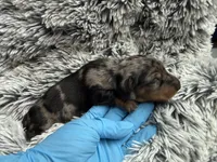 Raine, a male Miniature Dachshund for sale in Los Banos, CA – Photo 1 of 5