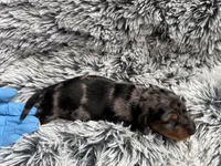 Raine, a male Miniature Dachshund for sale in Los Banos, CA – Photo 3 of 5