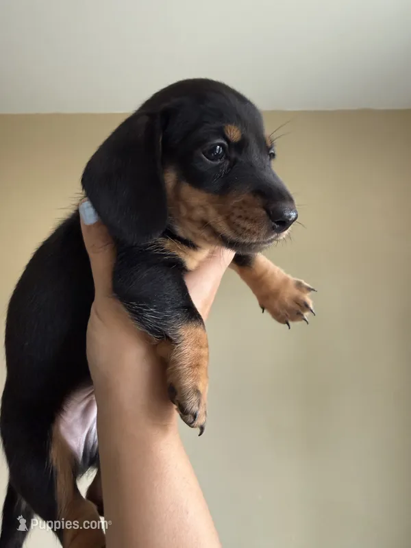 Jackson  – Miniature Dachshund puppy for sale in Los Banos, CA