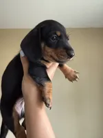 Jackson , a male Miniature Dachshund for sale in Los Banos, CA – 1 of 4