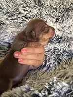 Hershey, a male Miniature Dachshund for sale in Los Banos, CA – 3 of 4