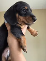 Jackson , a male Miniature Dachshund for sale in Los Banos, CA – 2 of 4