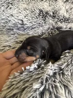 Jackson , a male Miniature Dachshund for sale in Los Banos, CA – 2 of 4