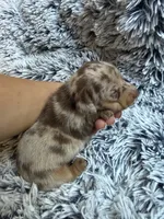 Soloman hold, a male Miniature Dachshund for sale in Los Banos, CA – Photo 1 of 6