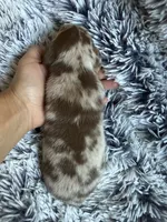 Soloman hold, a male Miniature Dachshund for sale in Los Banos, CA – Photo 6 of 6