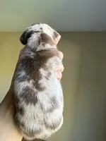 Soloman hold, a male Miniature Dachshund for sale in Los Banos, CA – Photo 3 of 6