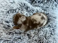 Soloman hold, a male Miniature Dachshund for sale in Los Banos, CA – Photo 5 of 6