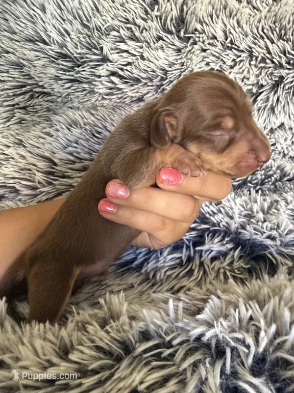 Hershey – Miniature Dachshund puppy for sale in Los Banos, CA