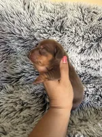 Mallory, a female Miniature Dachshund for sale in Los Banos, CA – 3 of 4