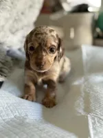 Alexis, a female Miniature Dachshund for sale in Los Banos, CA – Photo 2 of 4