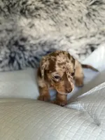 Alexis, a female Miniature Dachshund for sale in Los Banos, CA – Photo 4 of 4