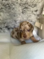 Alexis, a female Miniature Dachshund for sale in Los Banos, CA – Photo 3 of 4