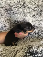 Jackson , a male Miniature Dachshund for sale in Los Banos, CA – 4 of 4
