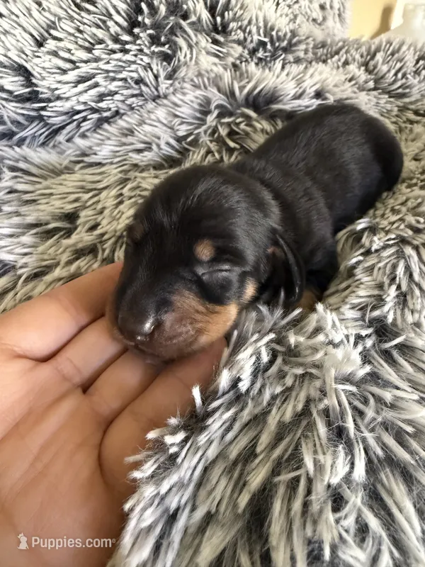 Jackson  – Miniature Dachshund puppy for sale in Los Banos, CA