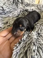 Jackson , a male Miniature Dachshund for sale in Los Banos, CA – 1 of 4