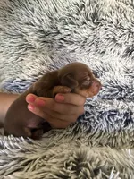 Mallory, a female Miniature Dachshund for sale in Los Banos, CA – 2 of 4
