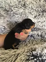 Jackson , a male Miniature Dachshund for sale in Los Banos, CA – 3 of 4