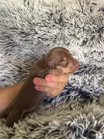 Hershey, a male Miniature Dachshund for sale in Los Banos, CA – 2 of 4