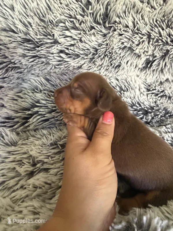 Mallory – Miniature Dachshund puppy for sale in Los Banos, CA